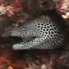 Honeycomb Moray Eel - Gymnothorax favagineus