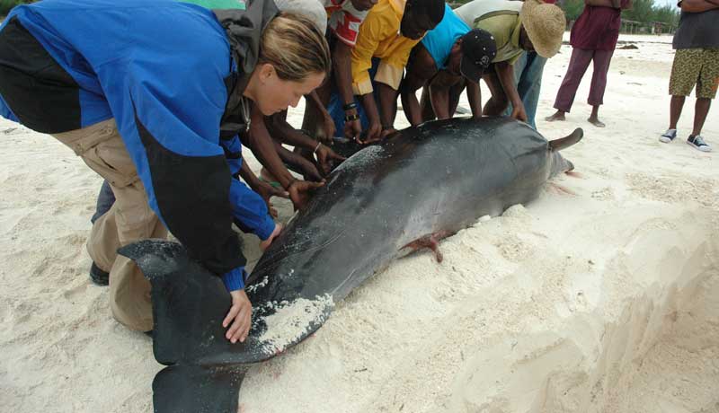 The burial of a dolphin from the 2006 stranding on Kendwa Beach