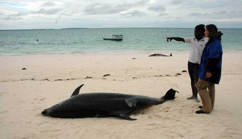 View of two dead dolphins after the 2006 stranding on Kendwa Beach