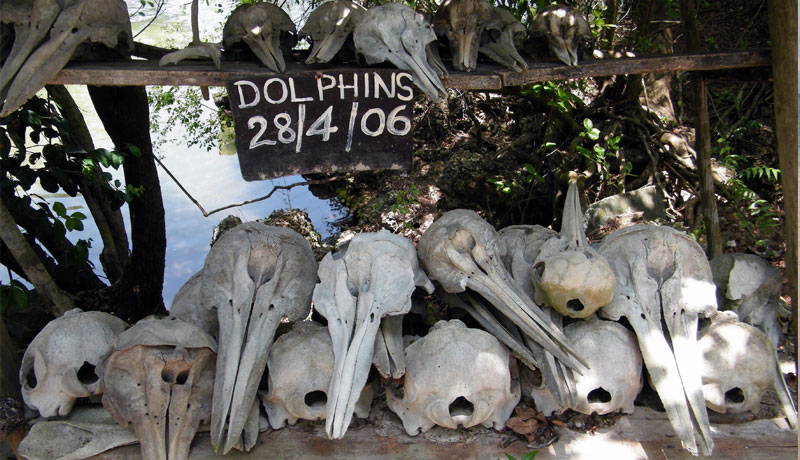 Skulls of the dead dolphins from the 2006 stranding at the Mnarani Turtle Aquarium