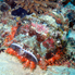 Image of camouflauged bearded scorpionfish