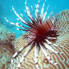 Image of Lionfish with venemous spines