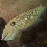 Pharaoh Cuttlefish - Sepia pharaonis