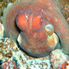 Big Red Octopus - Octopus cyanea
