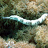 Scribbled Pipefish - Corythoichthys intestinalis