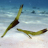 Seagrass Ghost Pipefish - Solenostomus cyanopterus