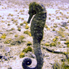 Borbon Seahorse - Hippocampus borboniensis