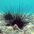 Underwater photo of sea urcin in shallow water