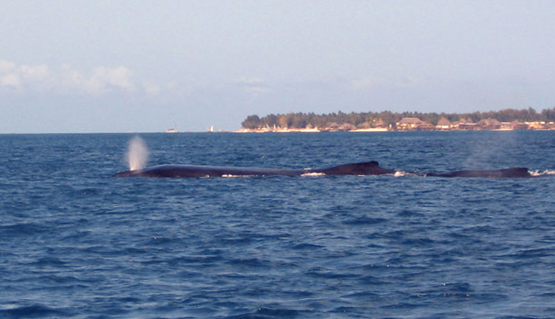 Humpback whales swimming past Nungwi Zanzibar