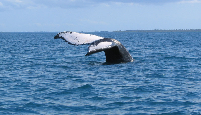 Humpback whale fluke off Kendwa Zanzibar