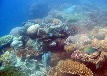 Corals on top of the shallow wall fringing Tumbatu Island