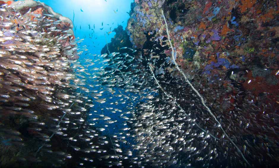 Tumbatu Island Dive Sites