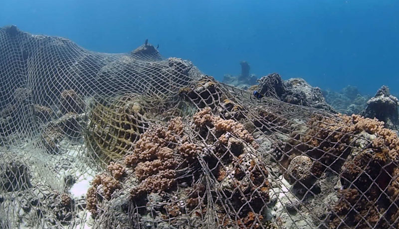 Photograph of a reef totally covered in an abandoned fishing net