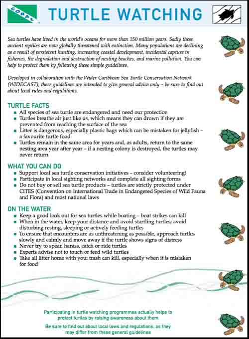 Turtle Watching Guidelines - click to download