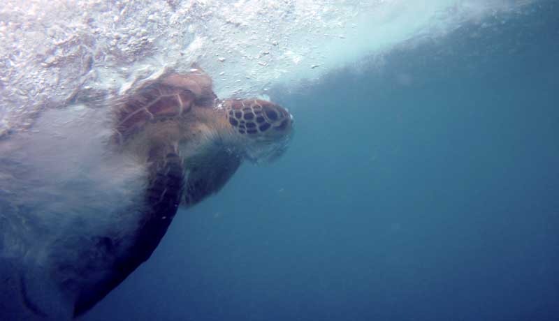 Underwater photograph of the turtle just as it is realeased back to the ocean