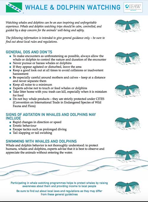 Whale and Dolphin Watching Guidelines - click to download